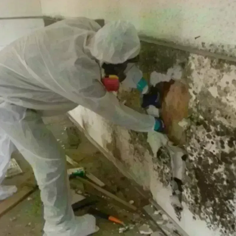 Mold Remediation and Removal in Bunche Park, FL